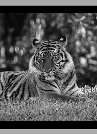 The Tiger