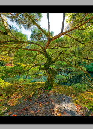 Tree of Wisdom