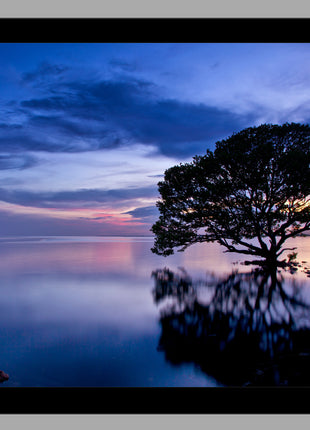 Dreamscape