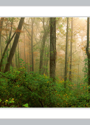 Sacred Forest