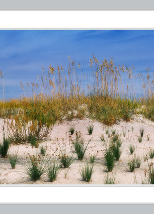 Sea Oats