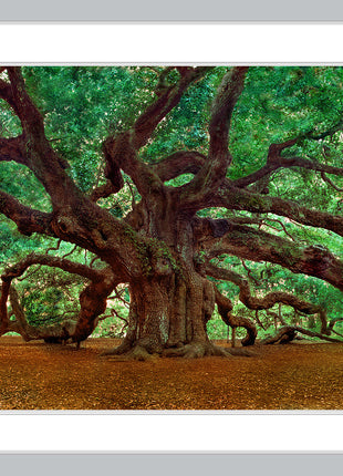 Angel Oak