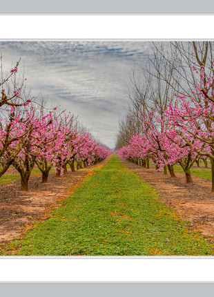 Blossom Trail