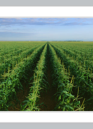 The Corn Field