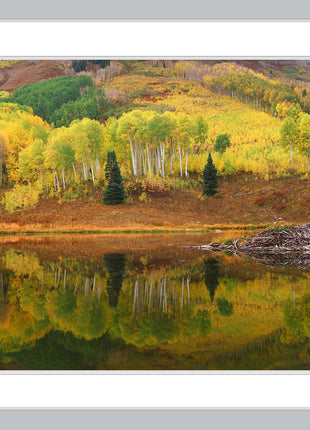Beaver Pond