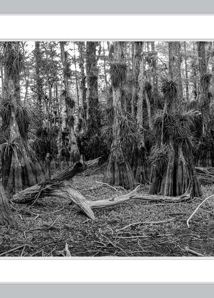 Cypress Dome