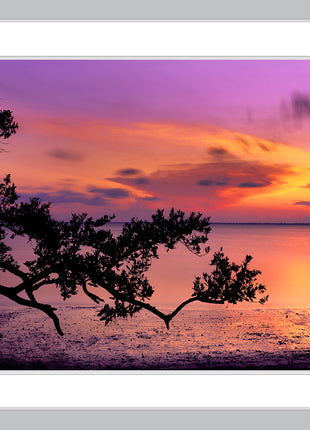 Evening Glory