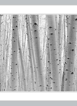 Aspen Forest