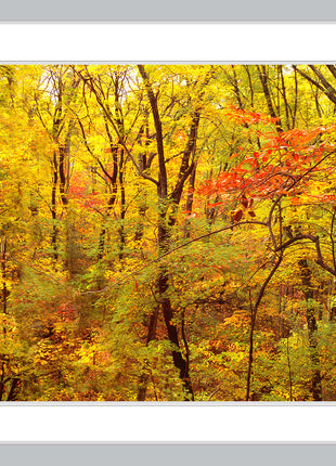 Red Forest