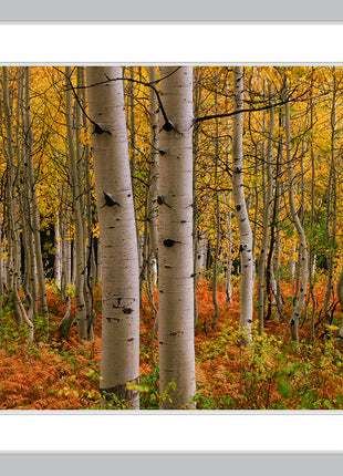 Crested Butte