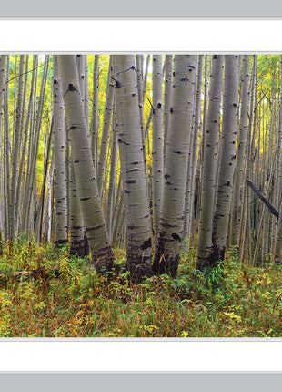 Colorado Gold