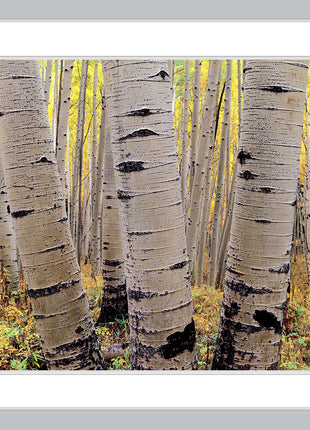 Aspens in Atumn