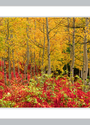 Autumn Glory