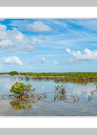 Key Mangrove