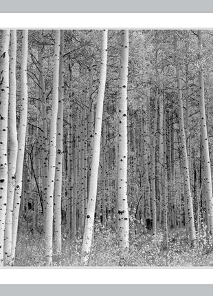 Aspen Highlands