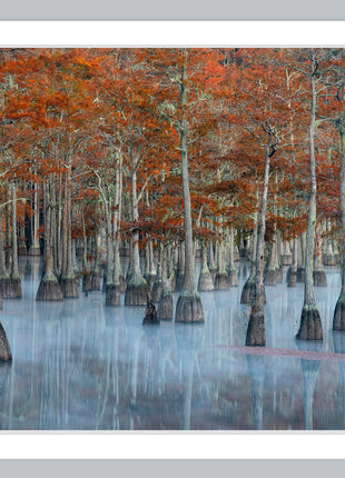 Painted Cypress