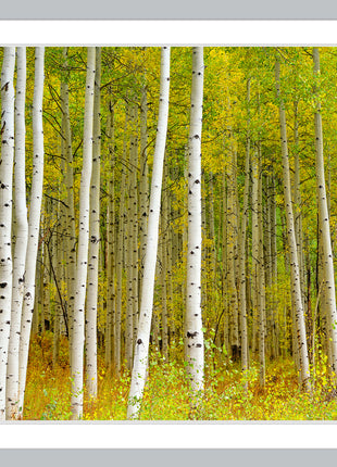 Aspen Highlands color