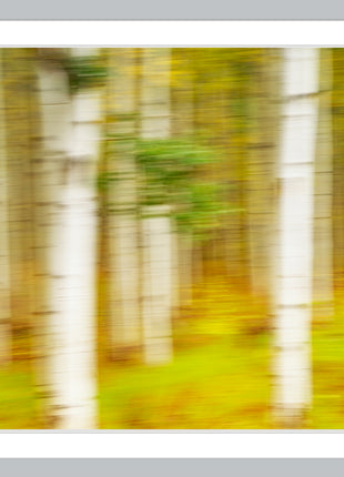 Painted Aspens