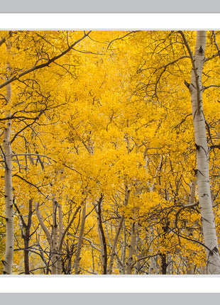 Aspen Splendor