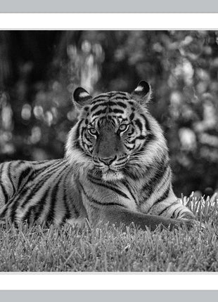 The Tiger