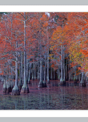 Atumn Cypress