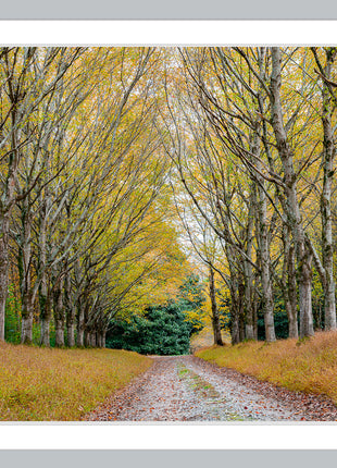 Golden Pathway