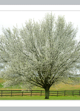 Dogwood Daydream