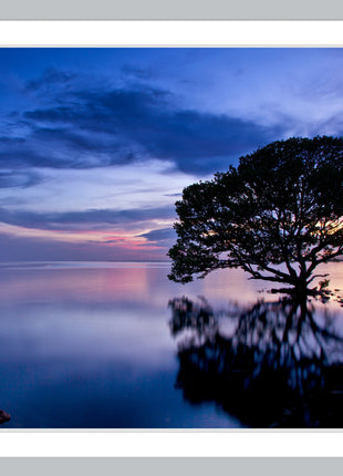 Dreamscape