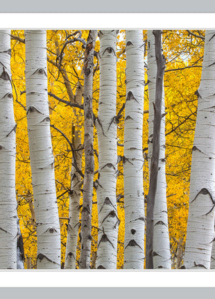 Seasons Glow
