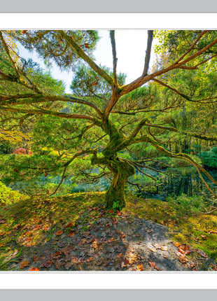 Tree of Wisdom