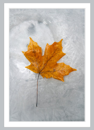 Autumn Flame