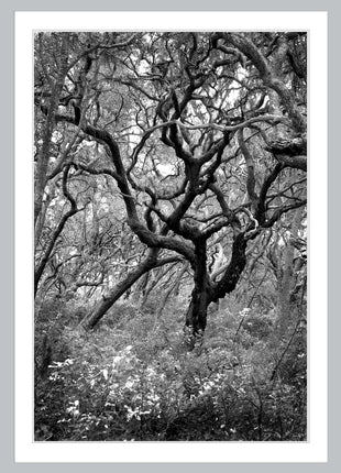 Wind Swept Oak