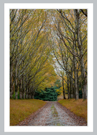 Shades of Autumn