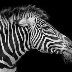 Collection image for: Wildlife