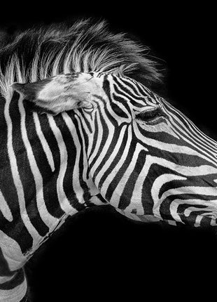 The Old Zebra