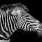 Wildlife