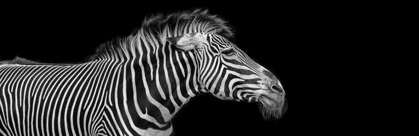 The Old Zebra