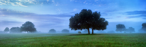 The Clearing