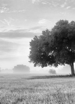 The Clearing Black and White