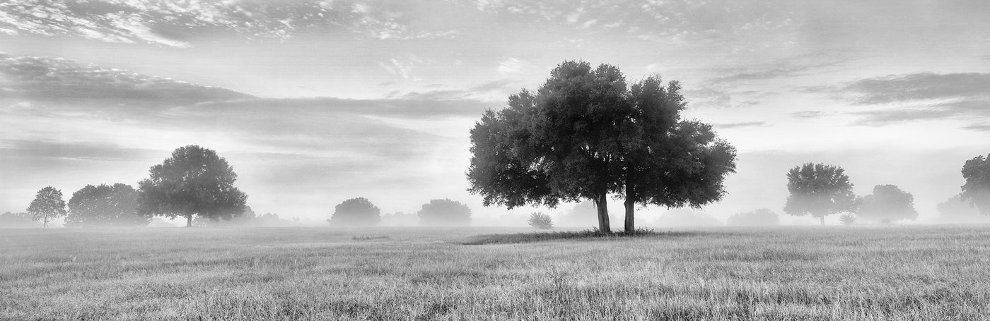 The Clearing Black and White