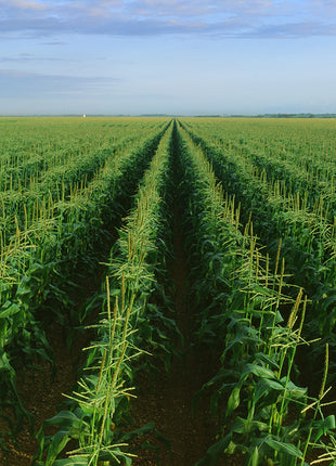 The Corn Field