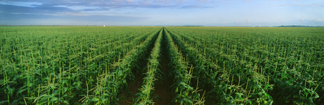 The Corn Field