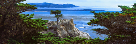The Lone Cypress