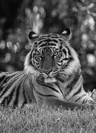 The Tiger