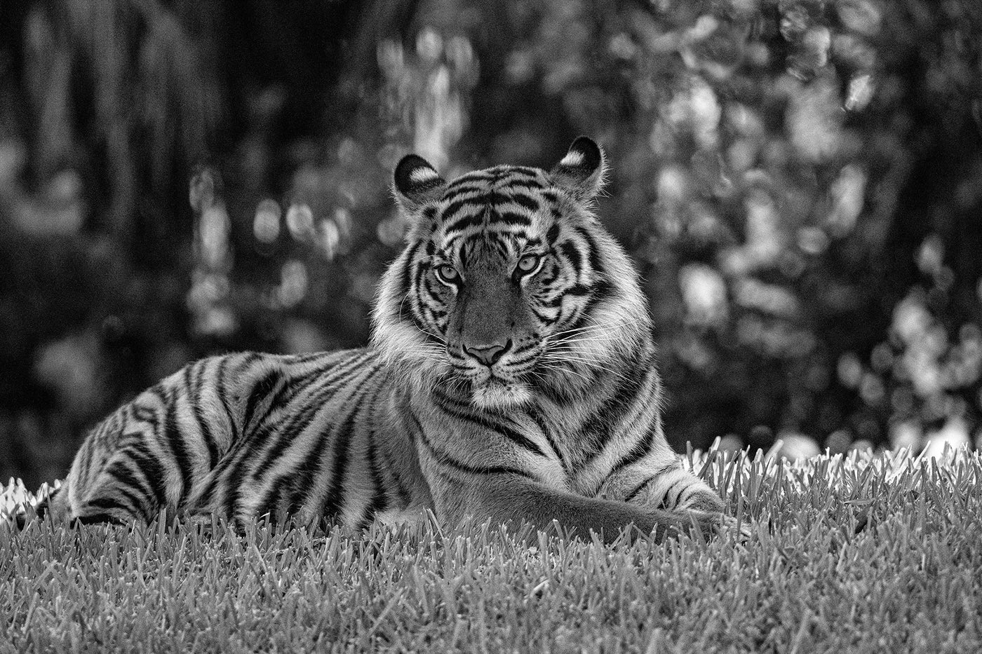 The Tiger