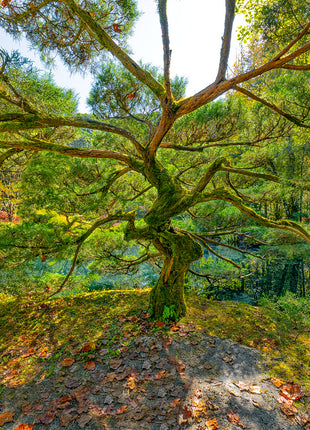 Tree of Wisdom