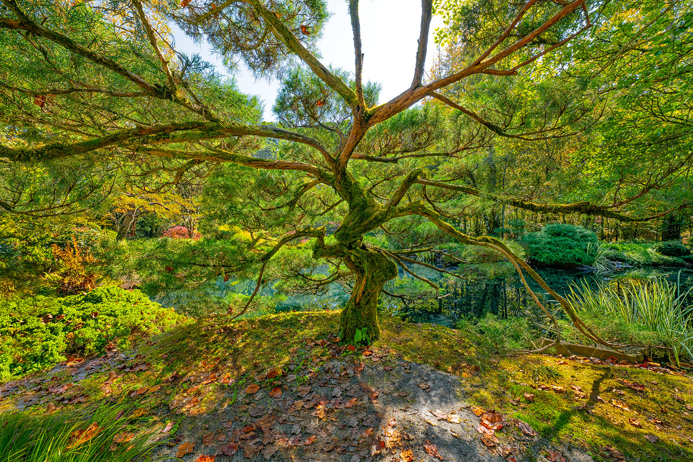 Tree of Wisdom