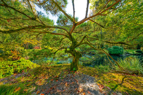 Tree of Wisdom