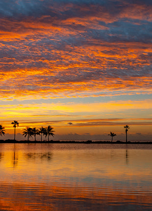 Tropical Glory