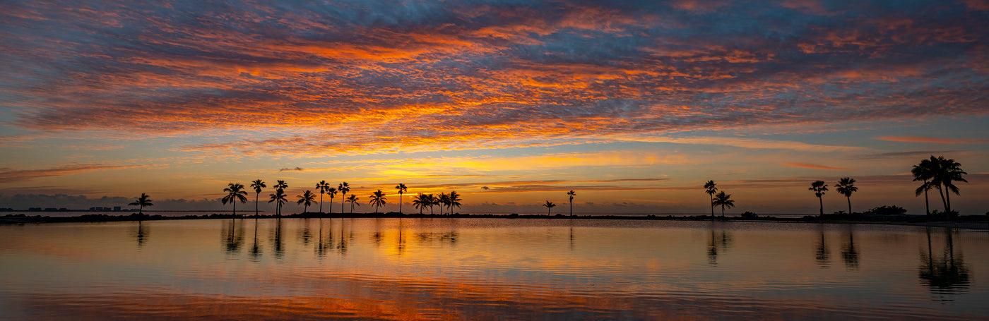 Tropical Glory